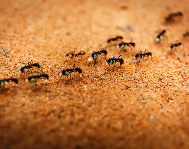 ﻿traffico le formiche animali news ultime notizie