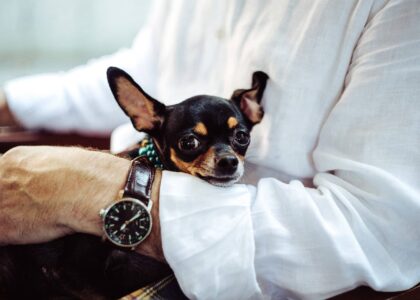 Chihuahua: tutto quello che dobbiamo sapere